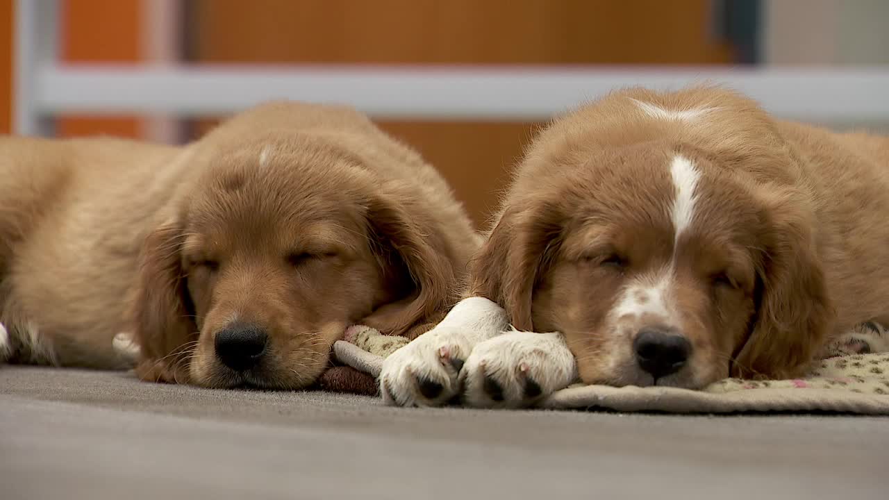 36 dogs rescued from unlicensed breeder in Cass County — Bloomington Community news